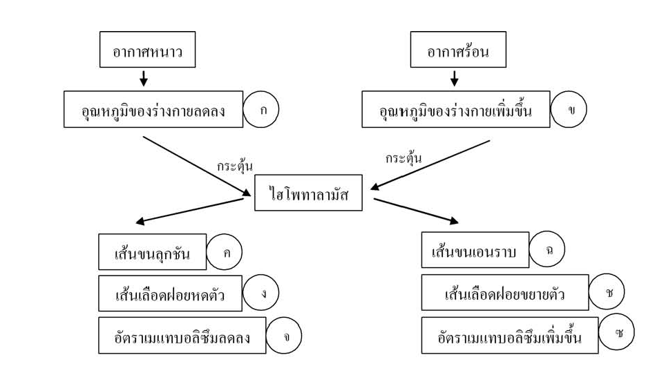 C5