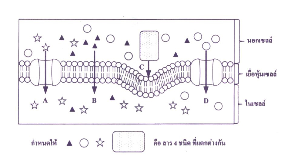 O-net2560