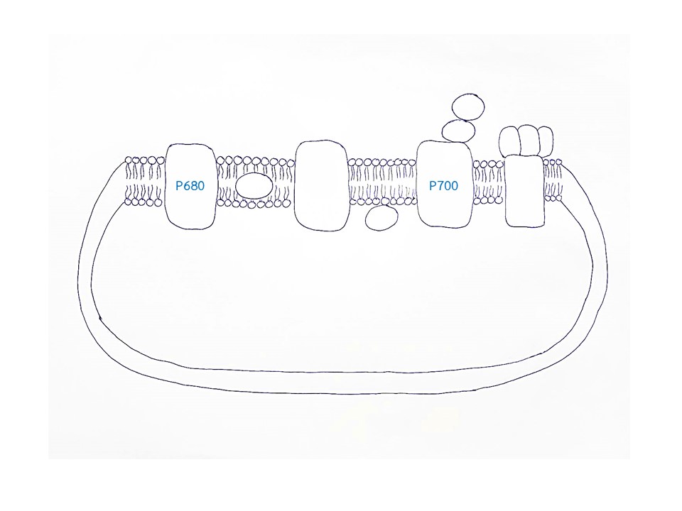 thylakoid membrane