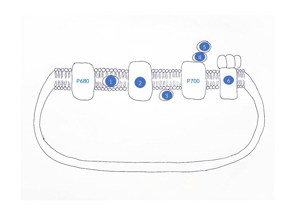 thylakoid membrane