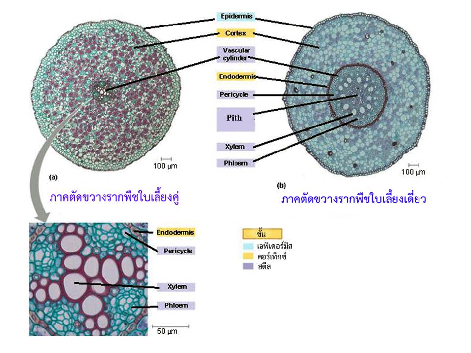 ผลการค้นหารูปภาพสำหรับ โครงสร้างราก