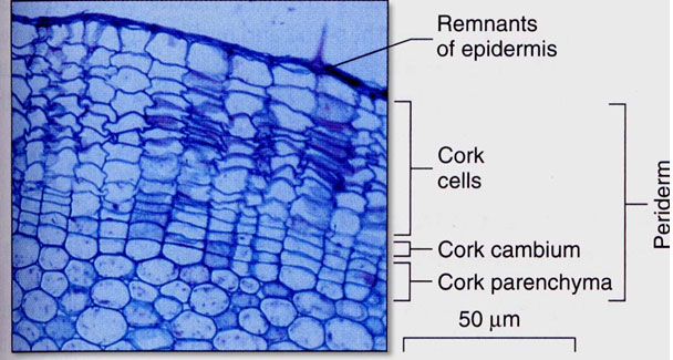 การเกิดเนื้อเยื่อคอร์ก