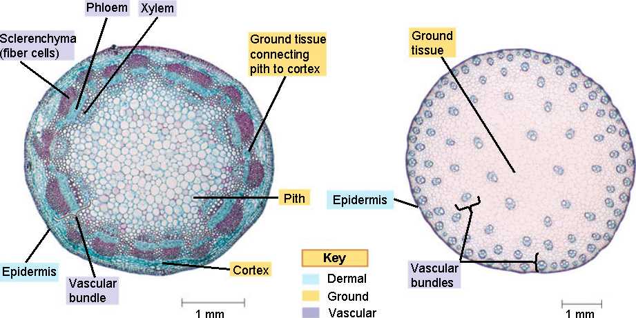 stem