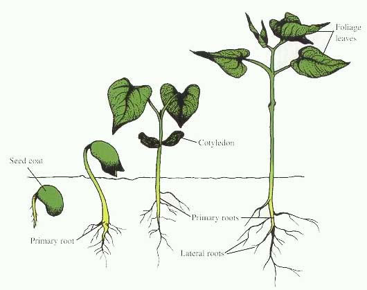 primary growth