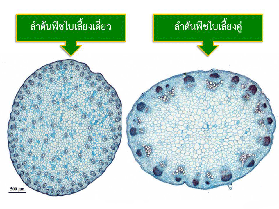 stem