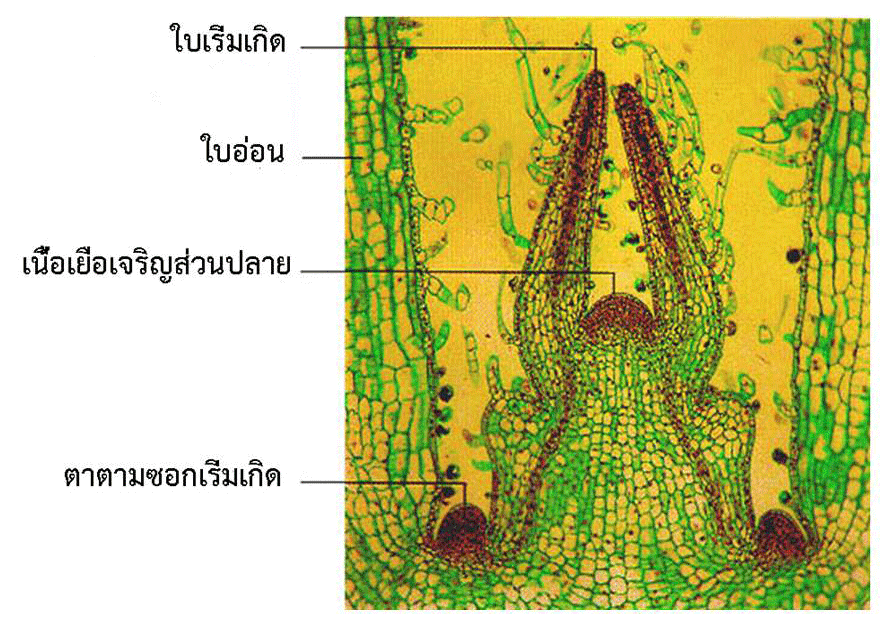 stem