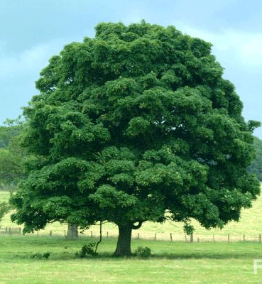 tree